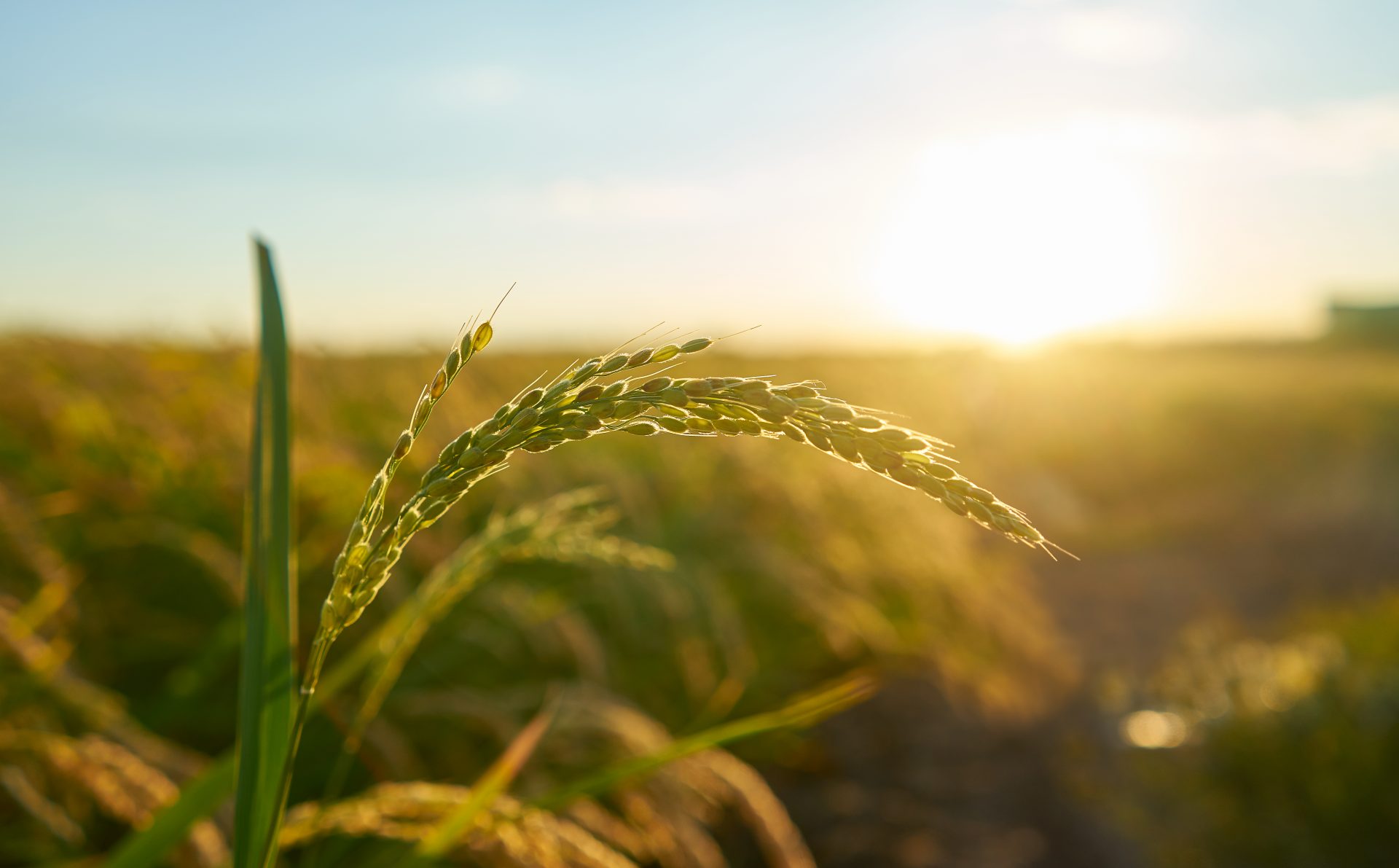 Agroindústria